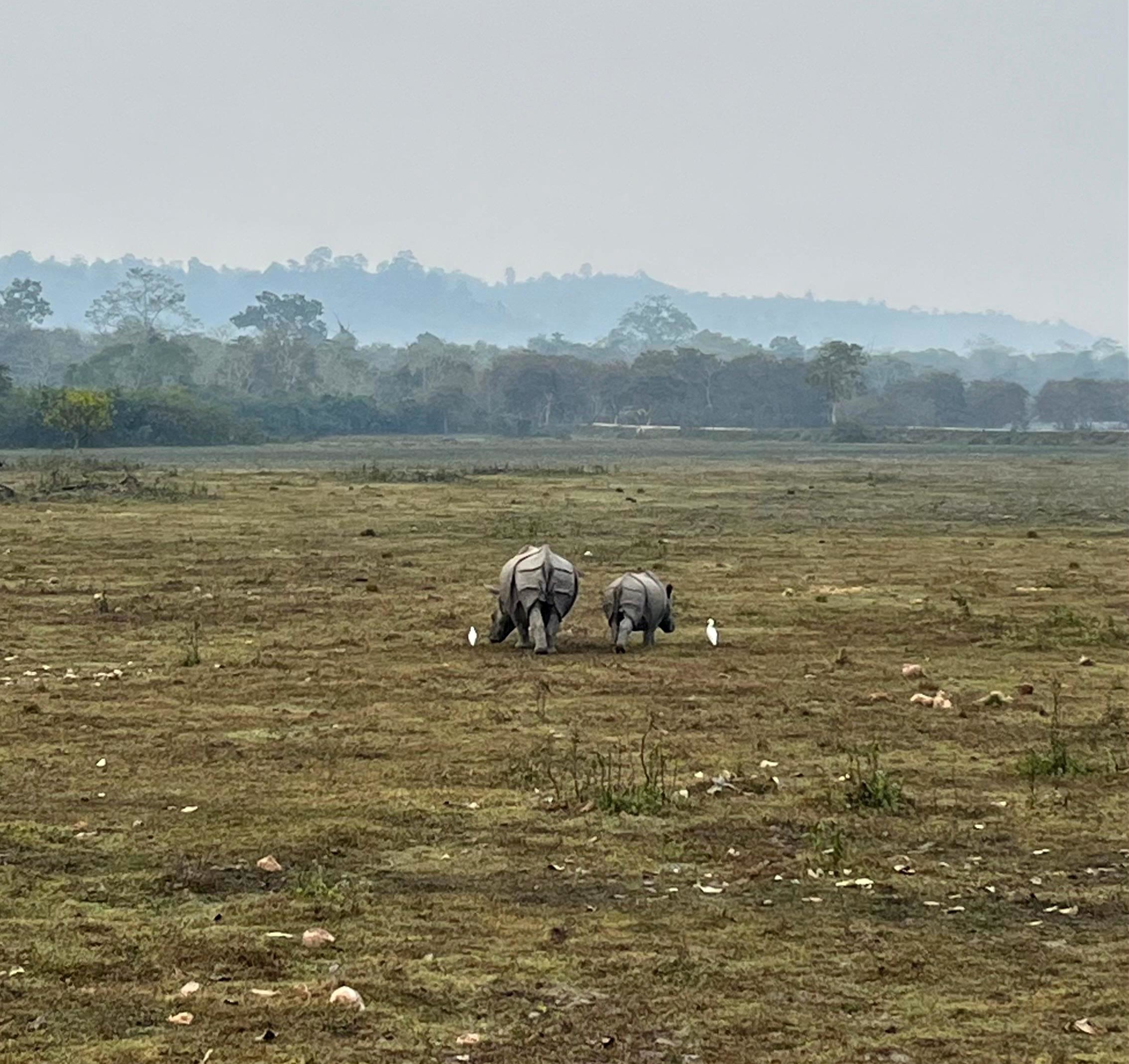 Kaziranga National Park