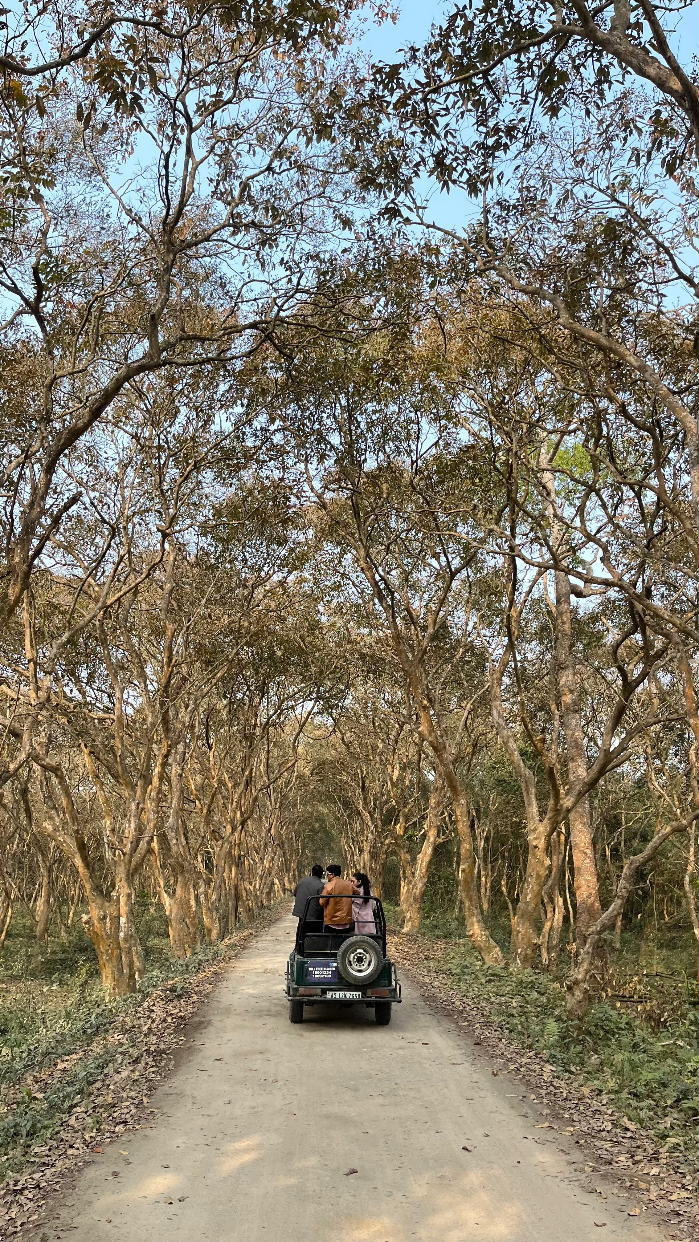 Jeep Safari in Kaziranga